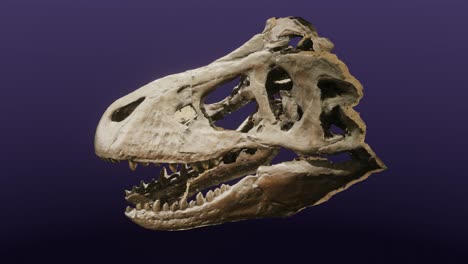 molde de un cráneo de tiranosaurio rex en exhibición en el museo de la tierra, ithaca, nueva york, cg, órbitas de cámara