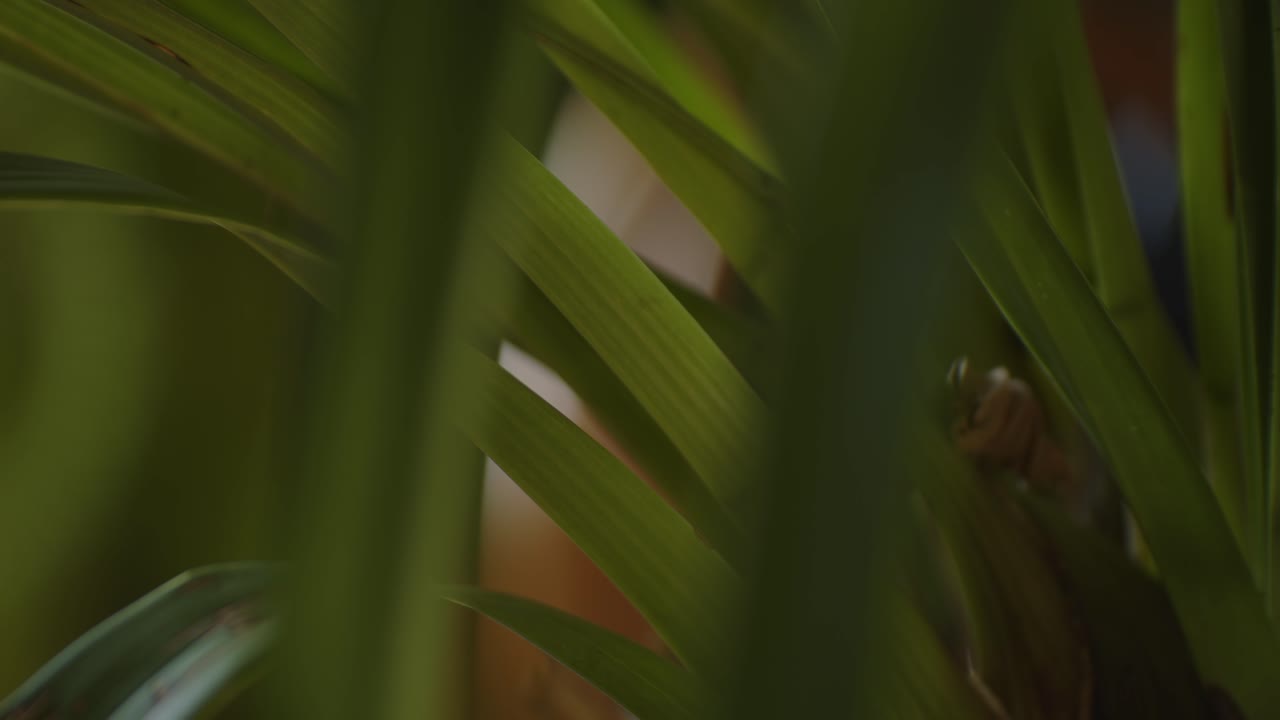 vista cercana de hojas verdes de la planta en el jardín