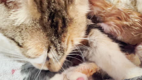 closeup of wet newborn baby kitten