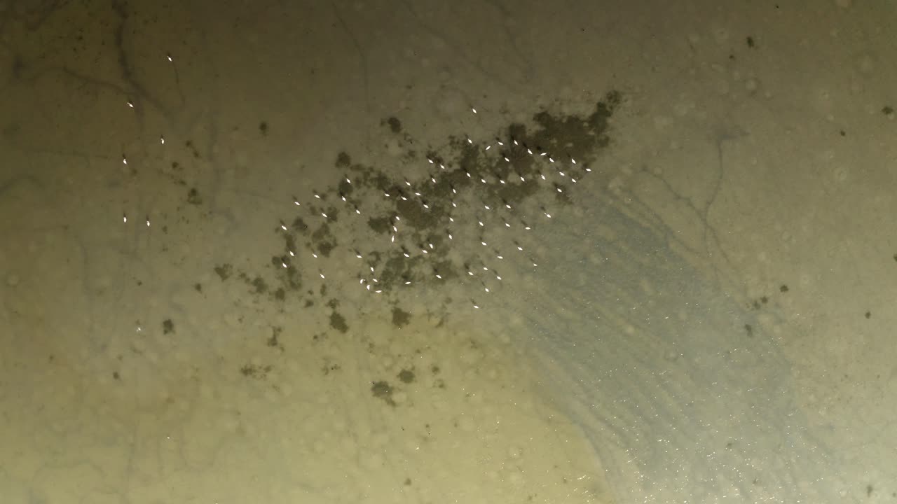 Birds in Flight over Salt Flats