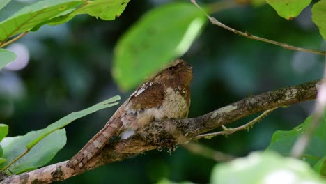 the javan frogmouth or horsfield's frogmouth is found in thailand and other asian countries