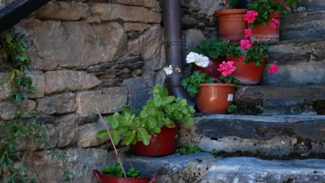 potted plants and flowers along an ancient stone stairway