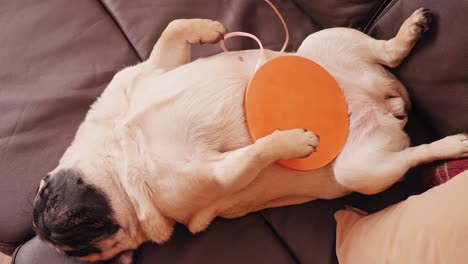 pug dog lies on sofa in living room. it relaxes with mishin coil on belly. alternative therapy.