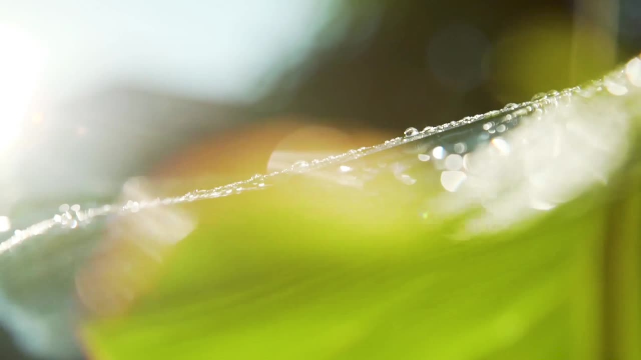 그것에 물 방울과 질경이 야자 잎 사이의 태양