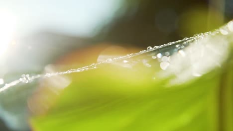 sol entre folha de bananeira com gotas de água