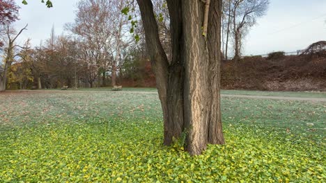 Leaves Falling from Ginko Tree