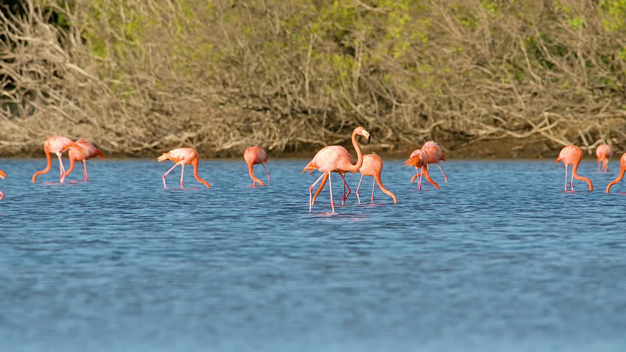 los flamencos caminan a través de aguas abiertas alimentándose frente al bosque de manglares