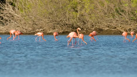 Flamingos-walk-across-open-water-feeding-in-front-of-mangrove-forest