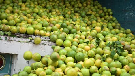 Truck with abundance full with oranges throwing up the fruits at baler