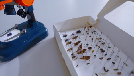 colección de insectos bajo un microscopio