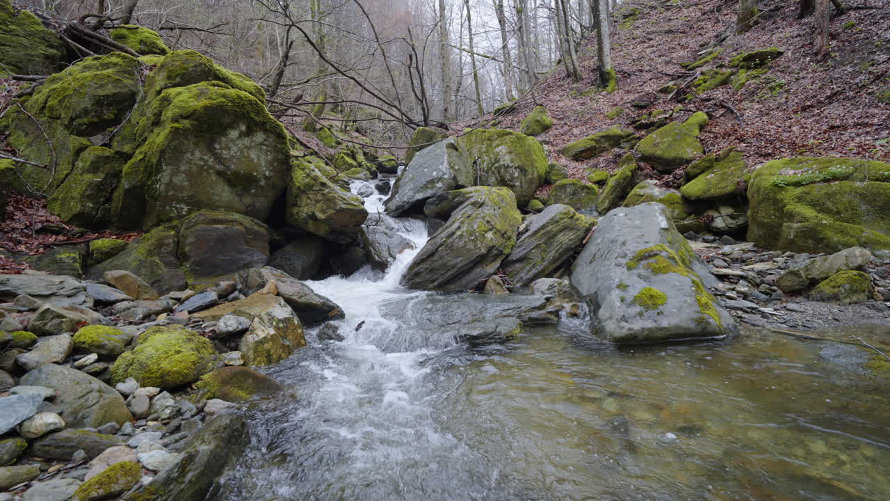 A peaceful forest stream flows over moss-covered rocks, surrounded by trees and leaves