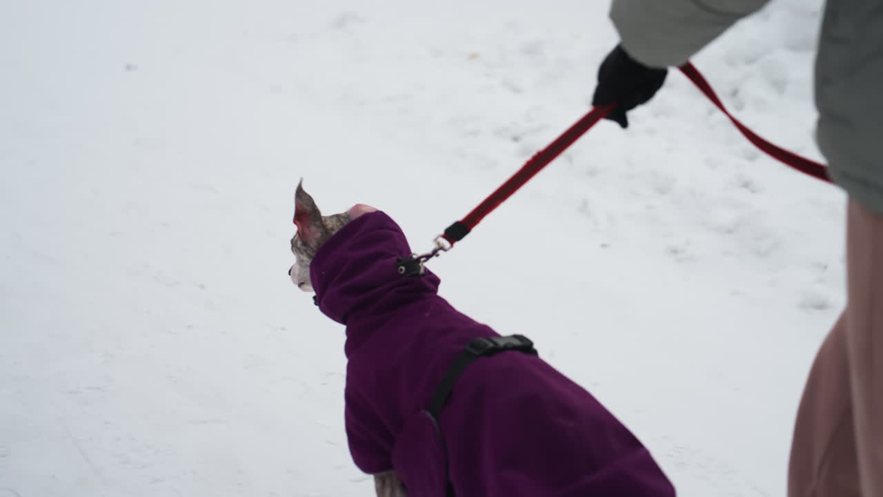 Whippet wearing purple coat walks in snow while being led by red leash held by person in winter gloves, close-up capturing dog s head turned with alert ears, showing bond, motion, and winter walk energy