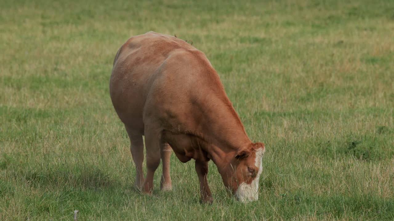 A single brown cow grazes calmly on lush green grass in an open field under soft natural daylight, captured with a steady, medium-wide shot