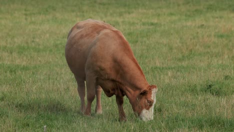 a single brown cow grazes calmly on lush green grass in an open field under soft natural daylight, captured with a steady, medium-wide shot