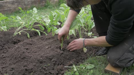 young gardener transplanting turnips into soil