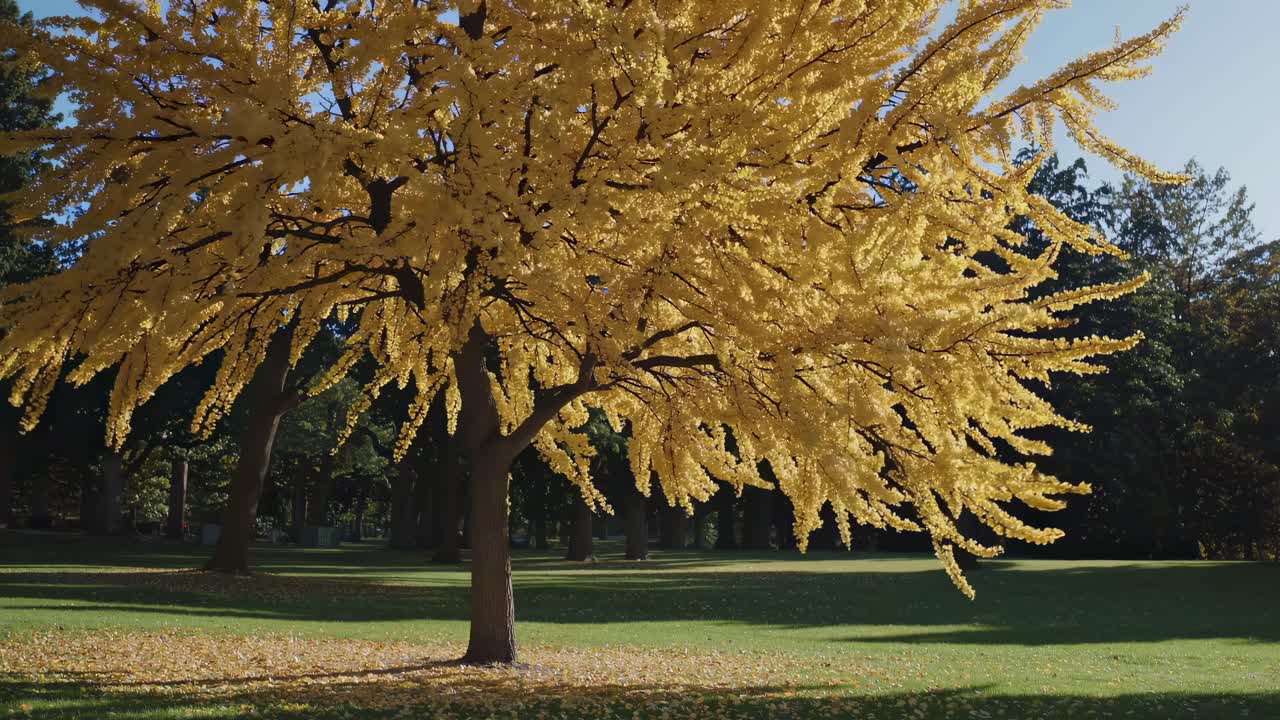 A serene video captures a low-angle view of a vibrant yellow tree in a sunlit park