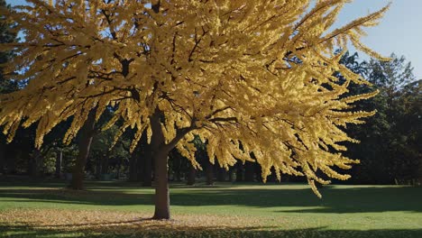 a serene video captures a low-angle view of a vibrant yellow tree in a sunlit park