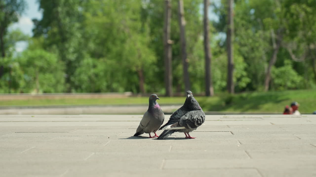새들이 조용히 먹이를 찾고, 비둘기 두 마리가 질감이 있는 공원 환경 속에서 열심히 먹이를 찾고 있어요. 도시 비둘기 두 마리가 부드러운 그림자가 드리워진 잎이 무성한 공원 배경에서 먹이를 찾고 부드럽게 털을 고르고 있습니다.