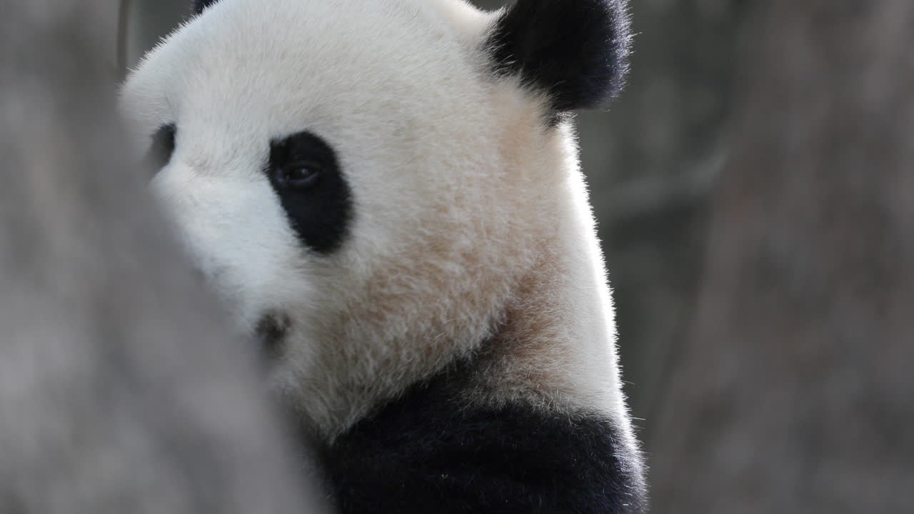 A close up of a panda eating