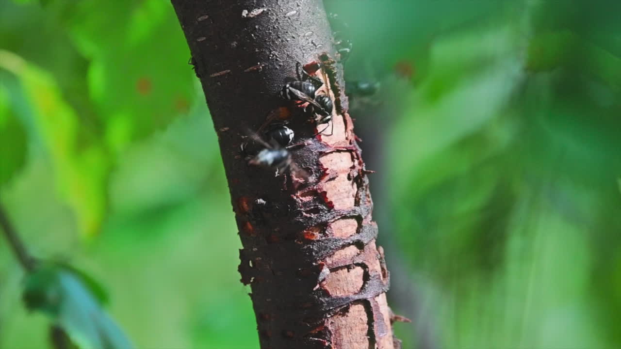 Close-up shot of paper wasps gathering on tree bark
