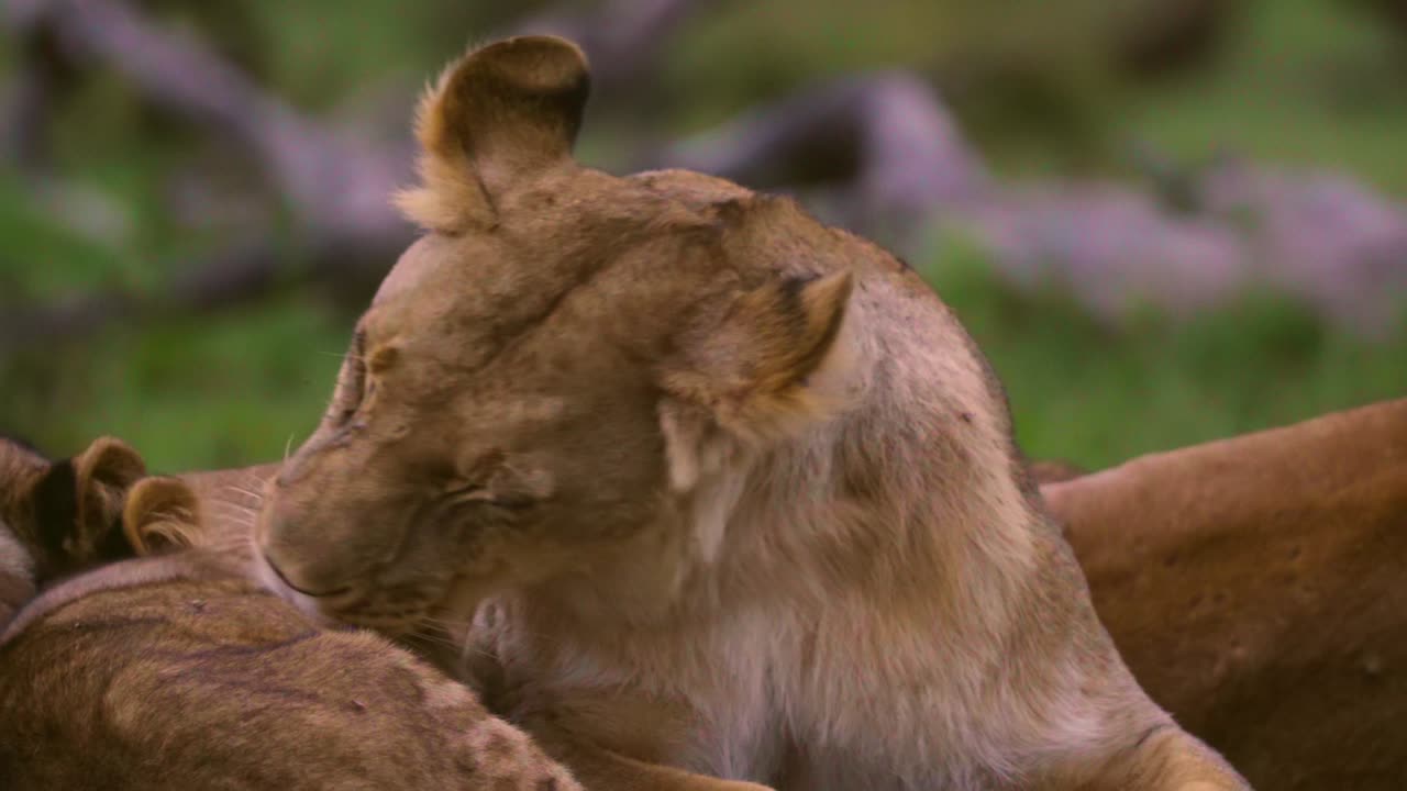 уход за львицей 01