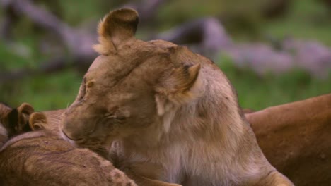 lioness grooming 01