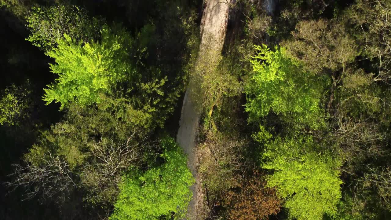 volando sobre un pequeño camino forestal pasando sobre árboles verdes