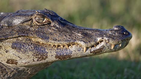 static shot at eye level of a yacare caiman (caiman yacare) showing detailed scales, eye, and teeth in its natural habitat in the ibera wetlands, corrientes, argentina