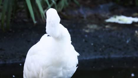 pájaro blanco