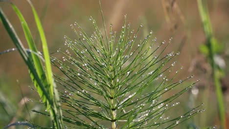 Stunning-footage-of-a-plant-in-morning-dew-at-sunrise-reveals-natural-beauty-and-freshness