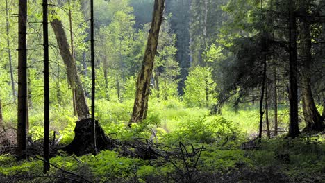 forest with the trees on a sunny morning