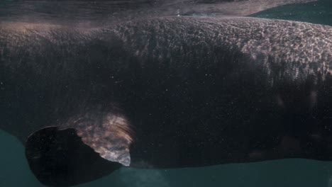 primer plano de majestuoso león marino patagónico buceando en aguas cristalinas del océano