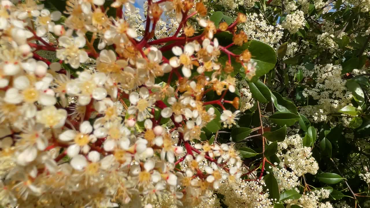Close-up and lateral camera movement over white Photinia flowers with red stems, surrounded by green leaves, ending with a wide garden view. A vivid and elegant botanical scene.