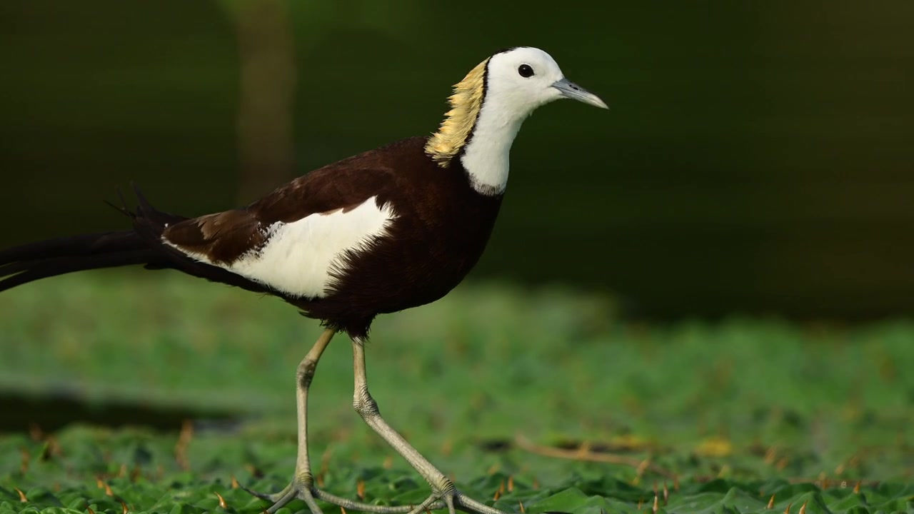 Guarda questo elegante uccello acquatico navigare in un lussureggiante ecosistema palustre, utilizzando le sue dita allungate per bilanciarsi perfettamente sulla vegetazione galleggiante mentre caccia prede acquatiche
