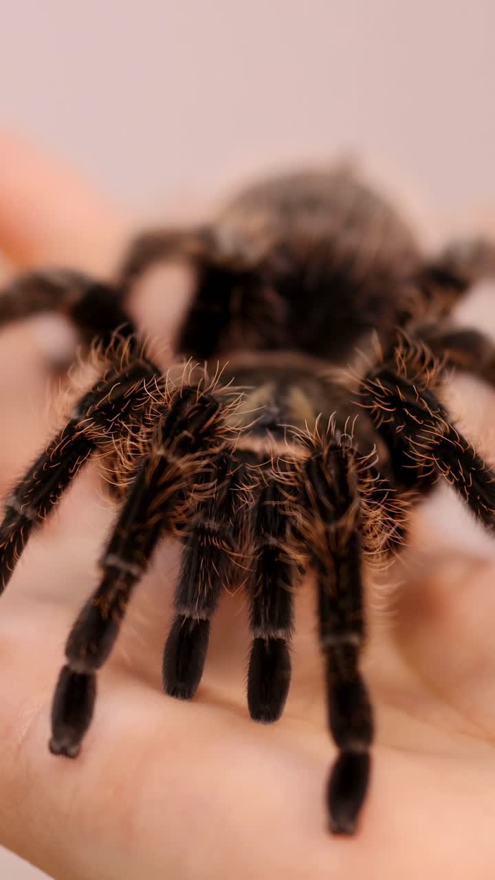Yumuşak aydınlatmada, kıvırcık tüylü bir tarantula bir kişinin elinin üzerinde hareket ederek detaylı özelliklerini ve nazik hareketini sergiliyor.