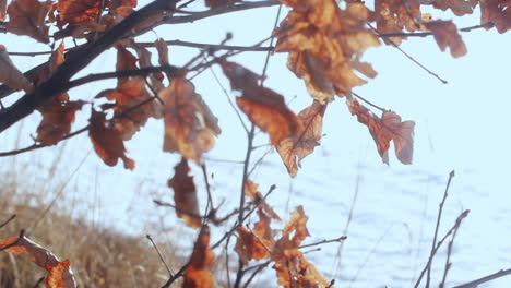 dry leaves on branches of tree in autumn forest. autumn tree