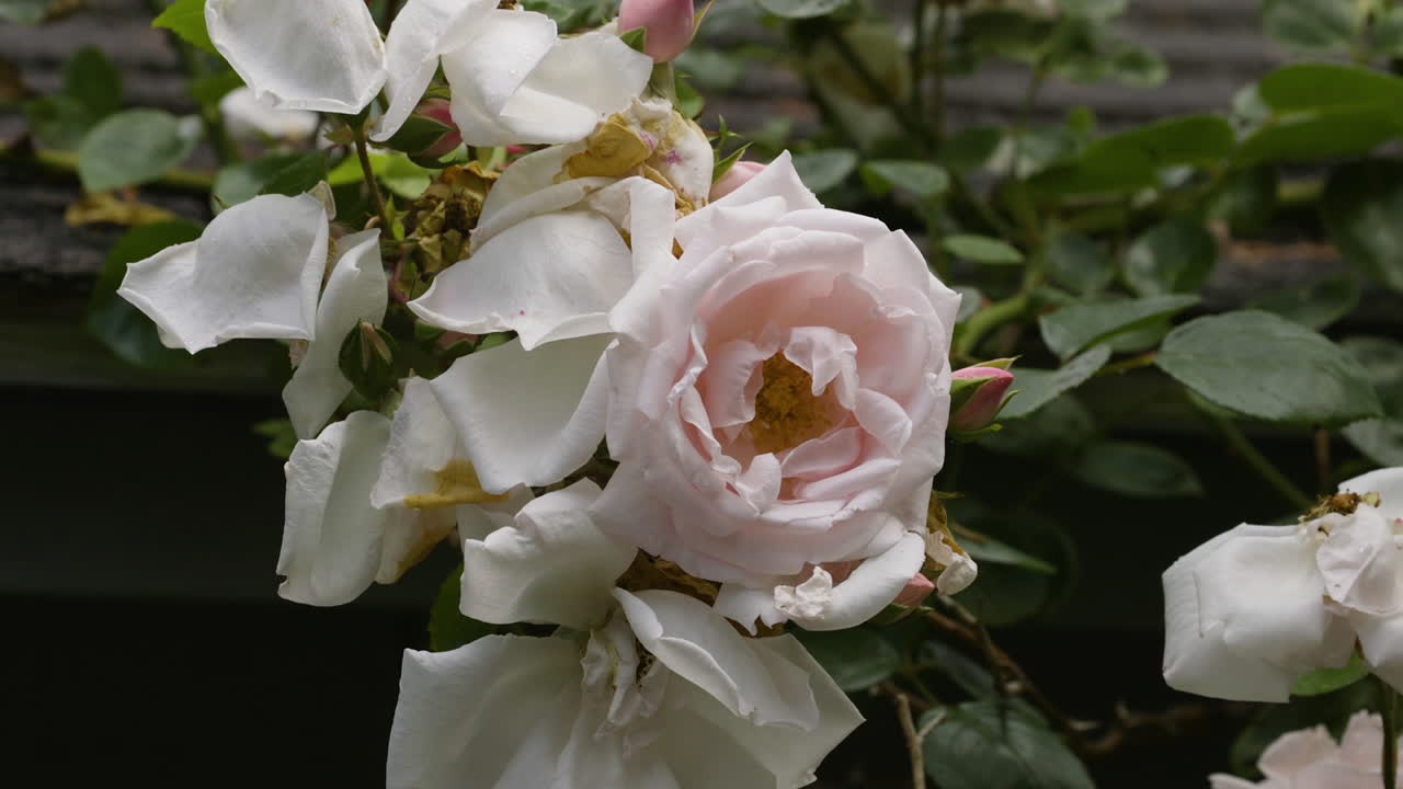 Medium close view of pink and white rose vines growing outside during a wet Summer morning
