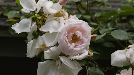 vista cercana de las vides de rosas rosadas y blancas que crecen afuera durante una mañana húmeda de verano