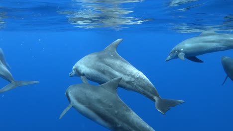 vaina de nariz de botella nadando en la profundidad del mar azul