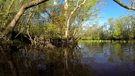 Boat-mounted-forward-trucking-shot-passes-under-tree-branch-and-approaches-cypress-knees-with-sunlight-reflecting-off-water-and-casting-ripple-reflections