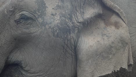 cerca de un elefante asiático tailandés comiendo y aleteando la oreja en la jungla hambriento