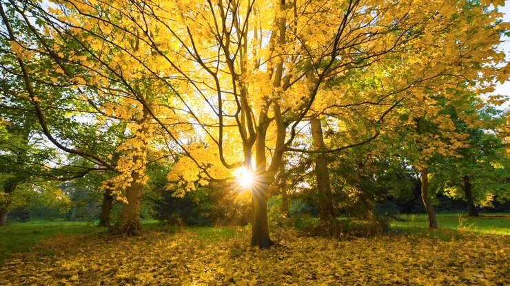 Autumn Forest Scene with Golden Leaves