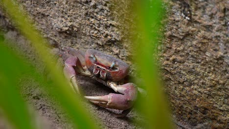 cangrejo de barro salvaje en las seychelles filmado de cerca en la jungla