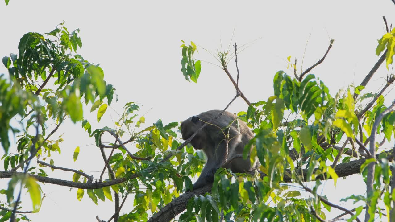 tomando el sol de la mañana en la cima de un árbol y luego se mueve hacia abajo a la izquierda, macaco comedor de cangrejos macaca fascicularis, tailandia