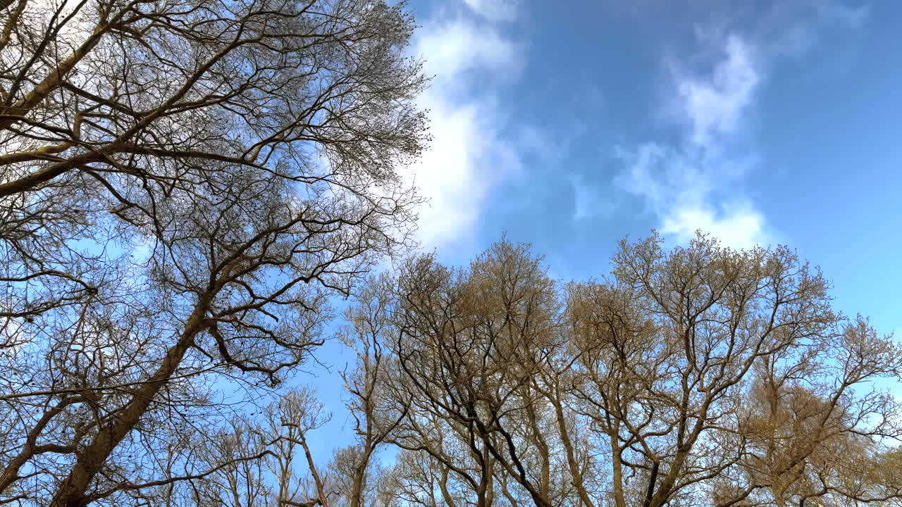 nubes blancas en rápido movimiento contra un cielo azul de primavera con las copas de los árboles balanceándose en un viento fuerte, worcestershire, inglaterra