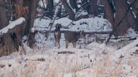 Two-young-mule-deer-feed-at-the-edge-of-the-forest