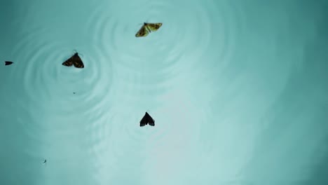 butterflies float in the water