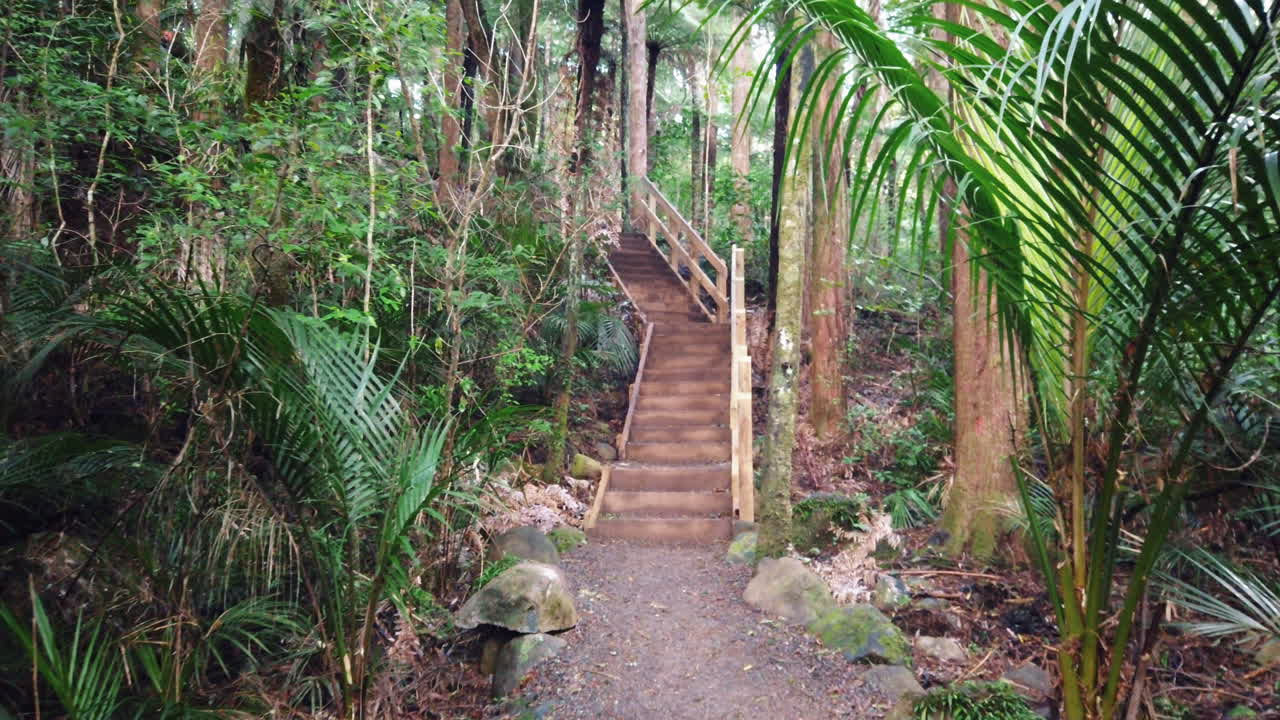 Walking towards wooden stairs going up hill in lush rainforest, slow motion