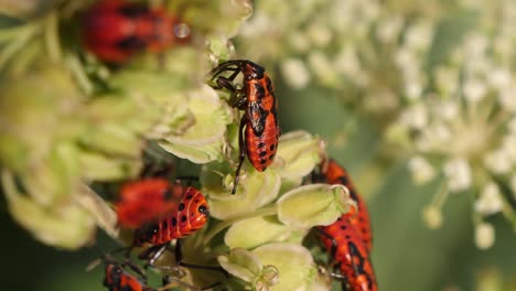 las ninfas de spilostethus saxatilis en la planta.