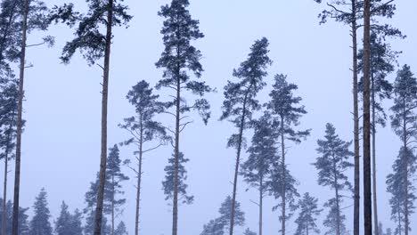 Langsam-Fällt-Schnee-Auf-Die-Hohen-Kiefern,-Die-Langsam-Im-Wind-Tanzen